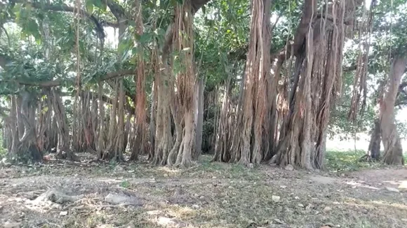 tree