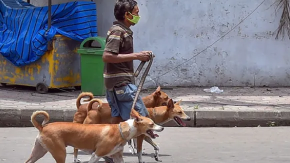 stray dogs