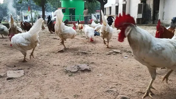 chicken police station