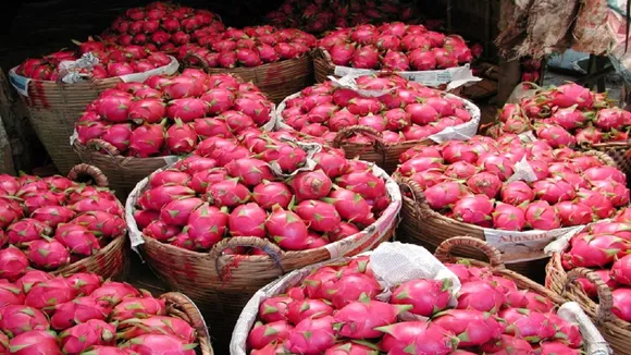 DRAGON FRUIT