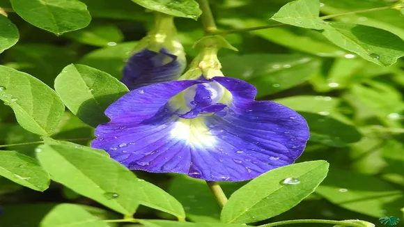 Aparajita Plant