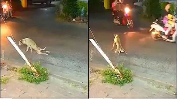 Amputee Dog Viral Video
