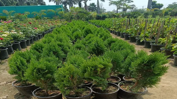 Morpankhi Plant 2022