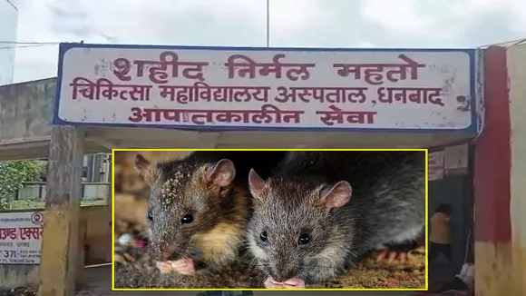 rat dead body