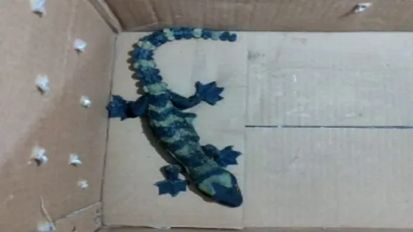tecko gecko lizard