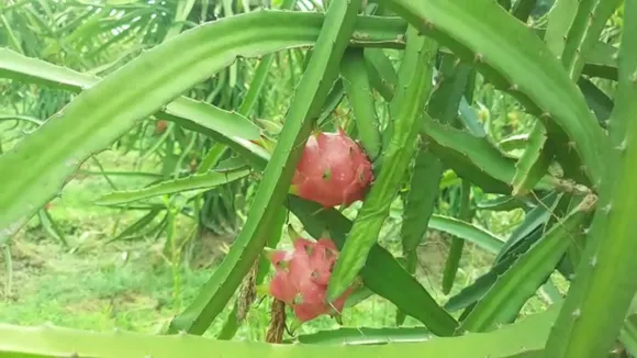 dragon fruit