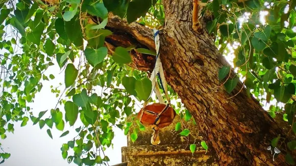 Tree Vastu Tips