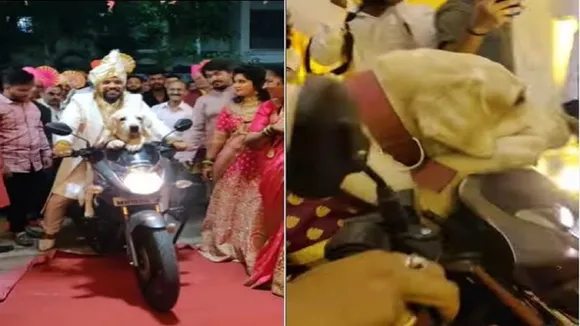 Dog In His Owner Marriage