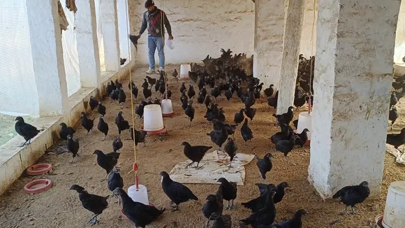 kadaknak cock