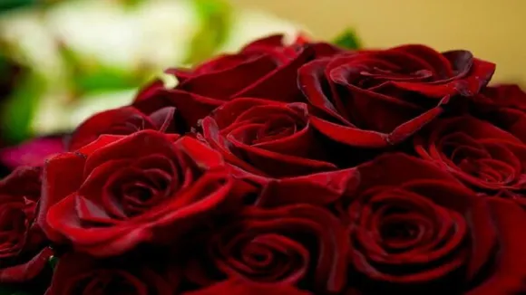 Rose Vastu Tips 2022