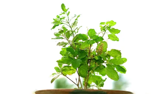 Tulsi Ke Upay