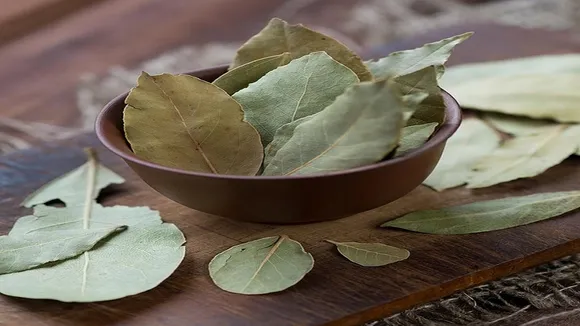 Bay leaf Upay 2022