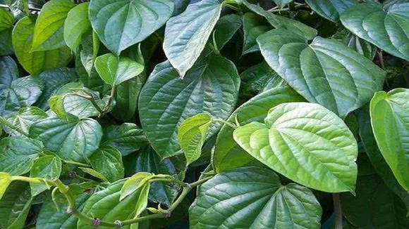 Paan ke Patte ke Upay