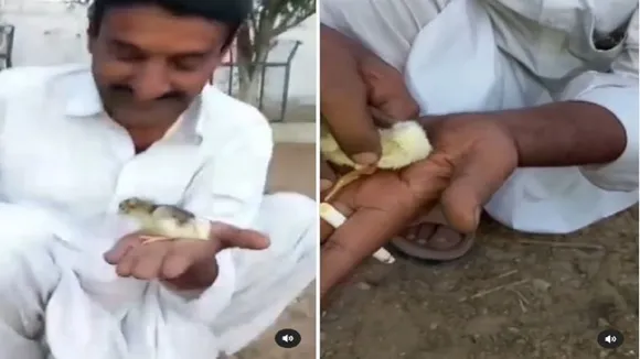 Chicken With Four Legs