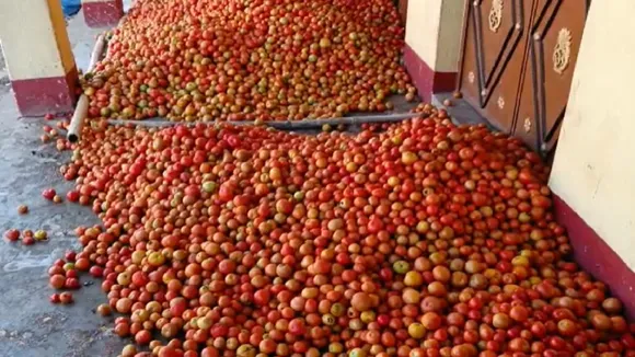 LATEHAR TOMATO