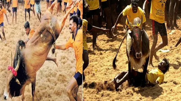 JalliKattu