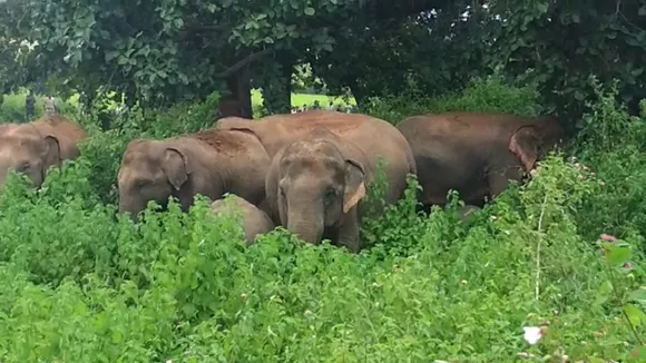 Wild elephants