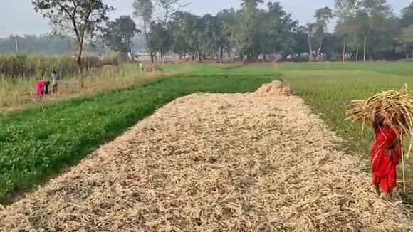 ganne ki kheti