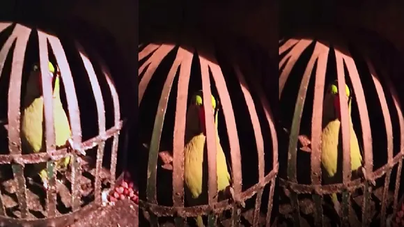 gaya parrot