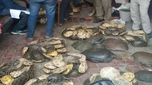 turtles smuggling