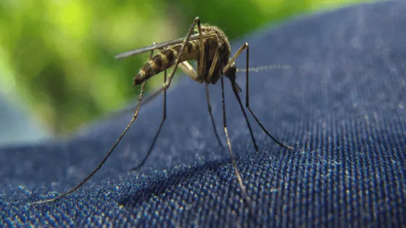 culex mosquito