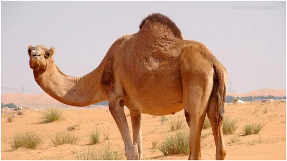 camel