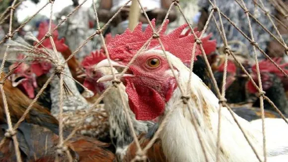 Birdflu