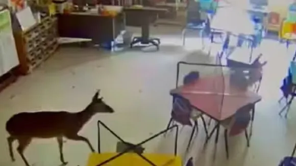 deer