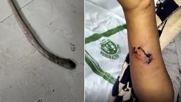 king cobra attact