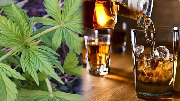 cannabis liquor on holi