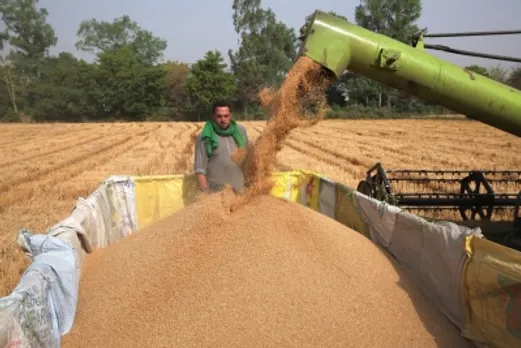 Harveted wheat