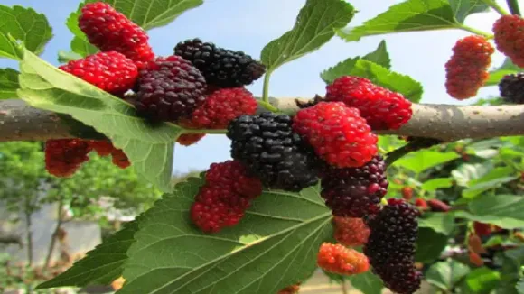 Mulberries Benefits