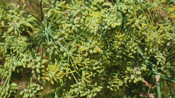 fennel