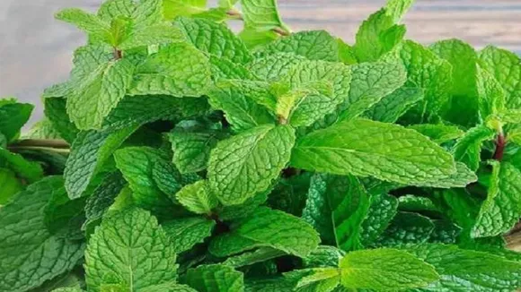 mint