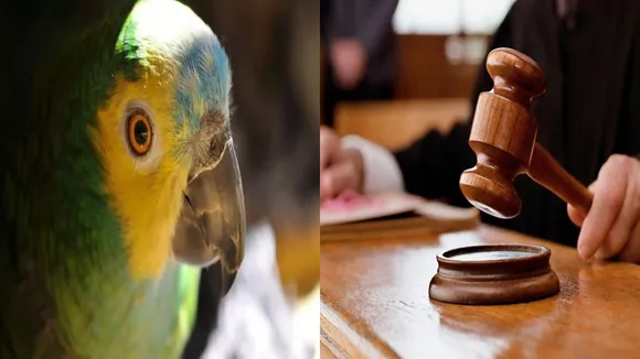 parrot solve murder ase