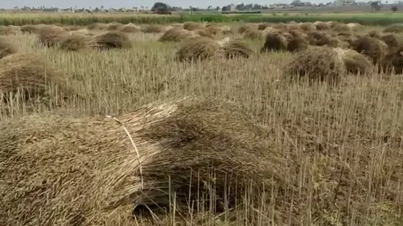 rain crops
