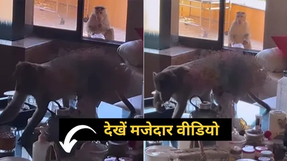 Monkey anil sharma house