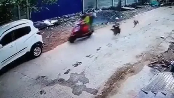dogs