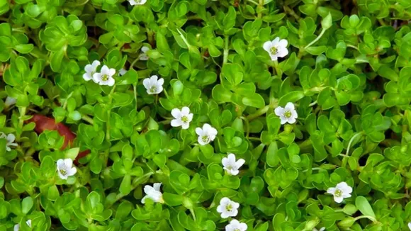 Brahmi