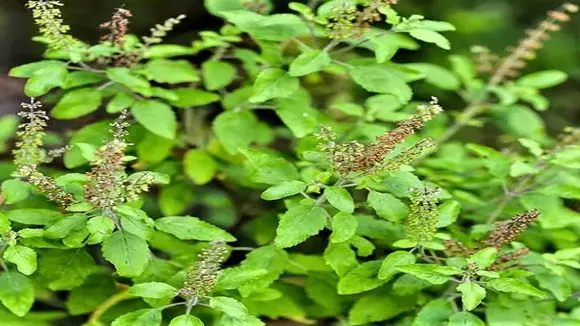 Varunthini Ekadashi 2023