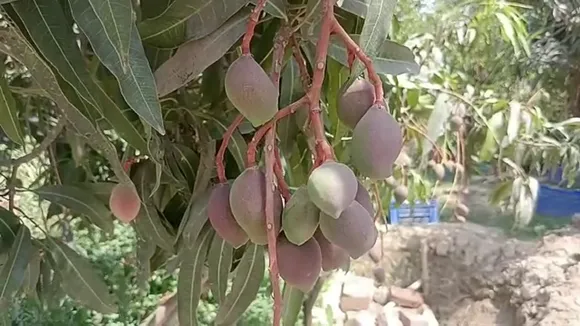 modi mango