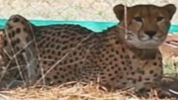 cheetah udai