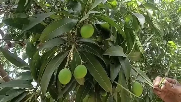 Zardalu Mango