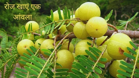 Amla