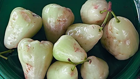 safed jamun