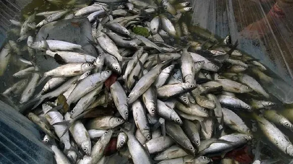 4000 fishes were killed