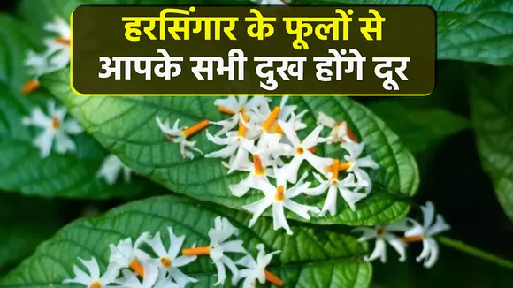 Flower Vastu Tips 2023
