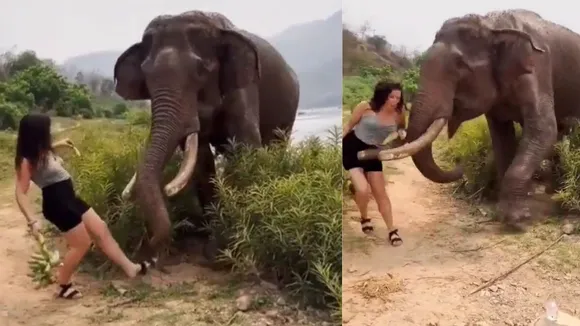 elephant attack