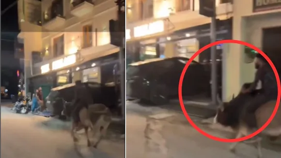 viral bull video