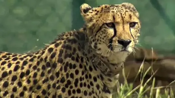 cheetah
